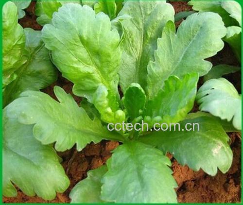 油麦菜与茼蒿对比图