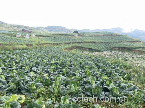 丰收季节农民在田间采摘牛心甘蓝菜的场景