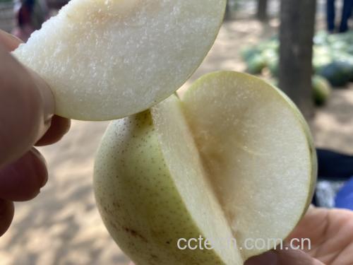 绿宝石梨去皮挖核过程特写