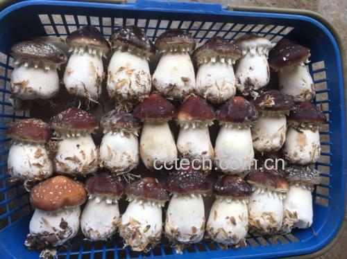 姬松茸瘦肉南瓜盅成品图