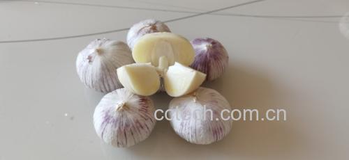 显微镜下大蒜细胞结构示意图
