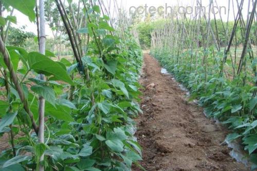 无筋豆植株特写