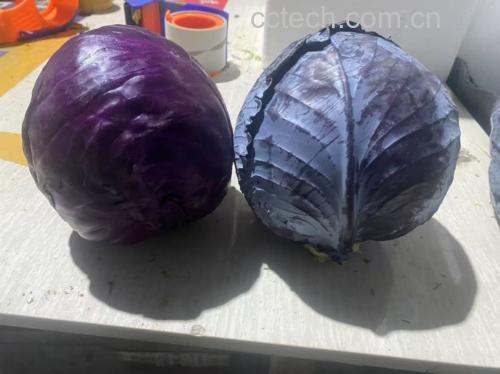 羽衣甘蓝青瓜汁搭配水果和种子的健康饮品组合