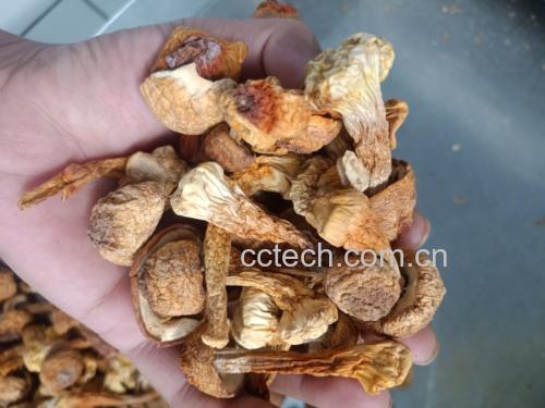 嘌呤含量对比柱状图