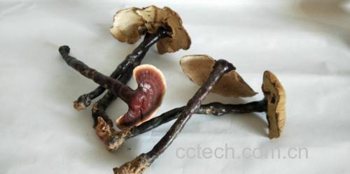 赤灵芝与紫灵芝对比图