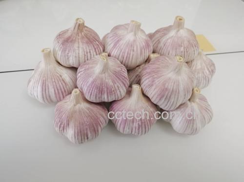 紫皮洋葱和紫皮蒜的食材组合