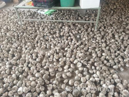 白皮蒜与蒜蓉蒜成品对比图