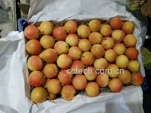 南果梨与苹果共置纸袋中催熟示意图