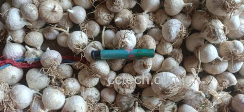 白皮蒜蒜粒特写