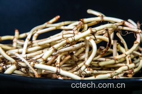 显微镜下观察竹笋酸中的乳酸菌群落