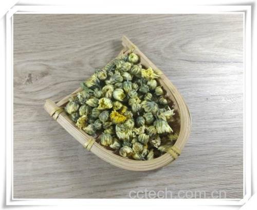 杭白菊花型与颜色对比图