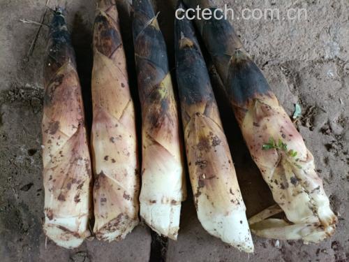 雷竹笋与雪菜、素鸡等主要食材整齐摆放在木质砧板上，背景为厨房操作台，光线柔和自然