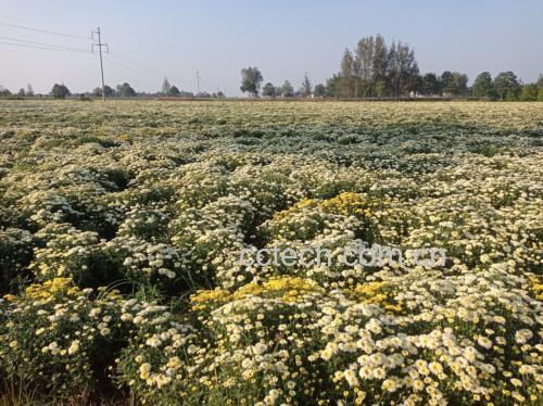 杭白菊种植基地航拍图
