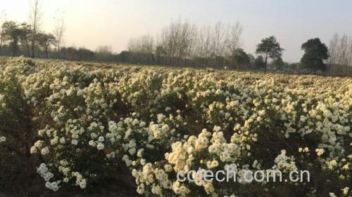 桐乡杭白菊田间盛开景象