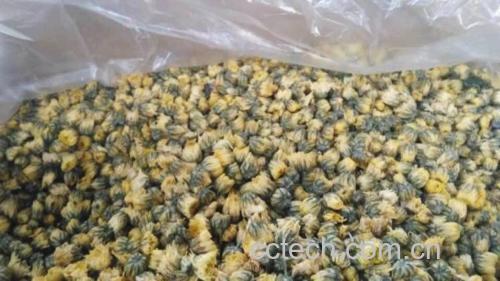 优质胎菊产品包装展示图