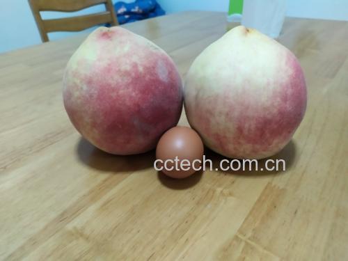 中华寿桃与普通桃对比图