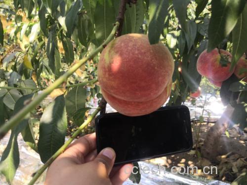 成熟中华寿桃果园实景