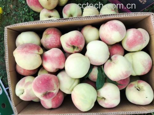 中华寿桃多种食用方式拼图