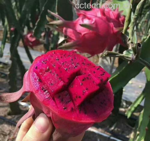 红心火龙果切开特写