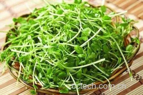 超市货架上的新鲜豌豆苗包装产品