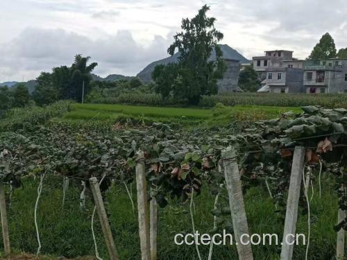 红心猕猴桃种植园航拍图