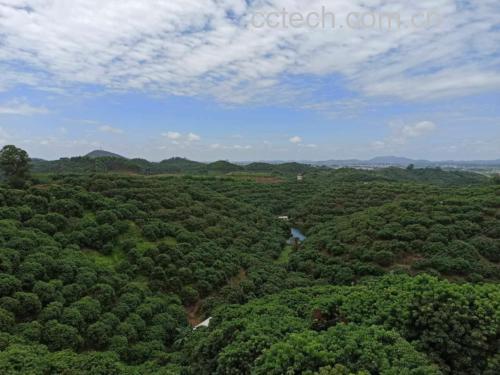 储良龙眼果园实景图