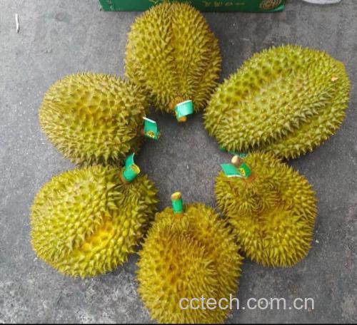 金枕头榴莲果肉在白色瓷碗中被手持搅拌棒搅打成细腻果泥的过程