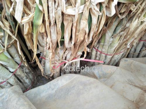 章丘大葱的多种食用场景组合图