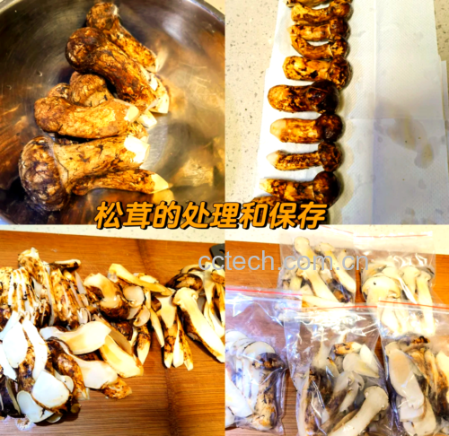 新鲜松茸从采摘到餐桌的全流程示意图