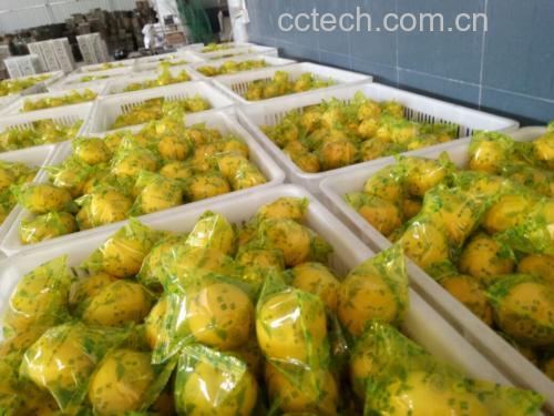 市场销售包装的新鲜柠檬叶产品特写