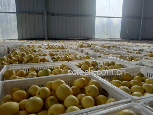 现代食品实验室研究人员正在检测新鲜柠檬叶提取液成分