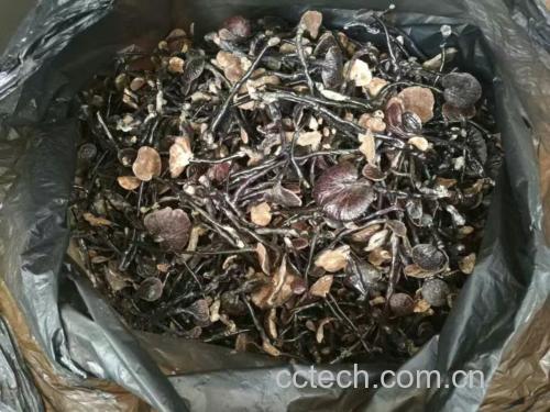 实验室人员正在操作高效液相色谱仪检测灵芝提取物