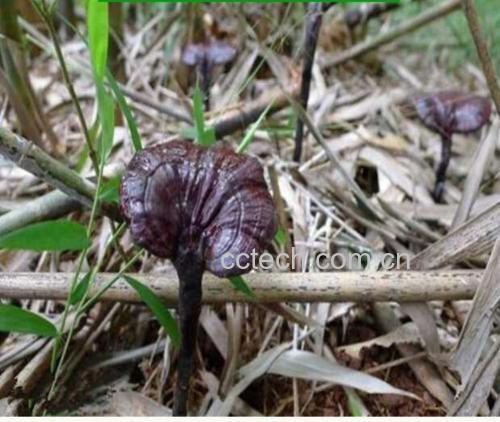 竹林中生长的野生竹灵芝特写
