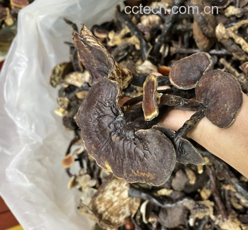 实验室科研人员操作HPLC仪器分析竹灵芝柄成分