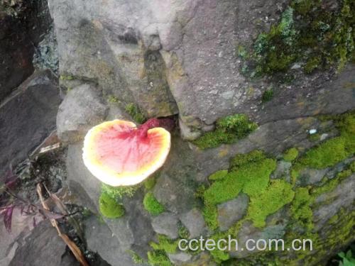 竹林中的野生竹灵芝生长特写