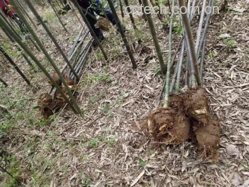 野生竹灵芝生态环境