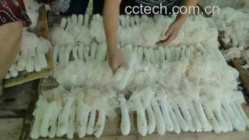 竹荪护色处理流程示意图