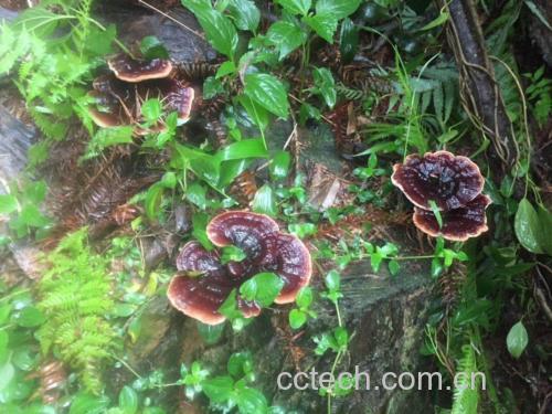 竹林中的野生竹灵芝生长实景
