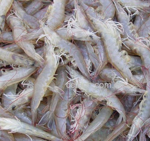 南美白对虾活体与煮熟后正常虾肉对比图