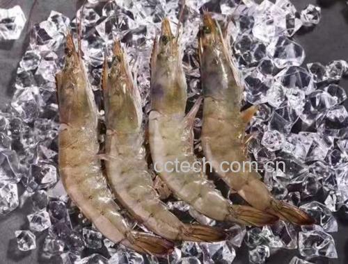 厨师正在处理新鲜对虾，戴手套去头剥壳，操作台清洁，背景有冰块和不锈钢容器