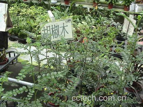 地胡椒草植株特写