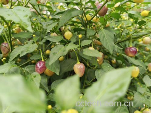 胡椒果实的不同形态:黑胡椒、白胡椒、绿胡椒和红胡椒