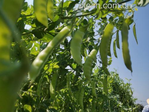 四季豆植株与成熟豆荚特写