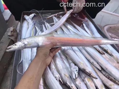 带鱼营养成分分析图表