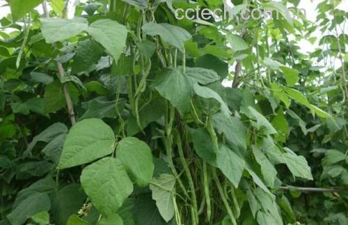 四季豆植物整体图