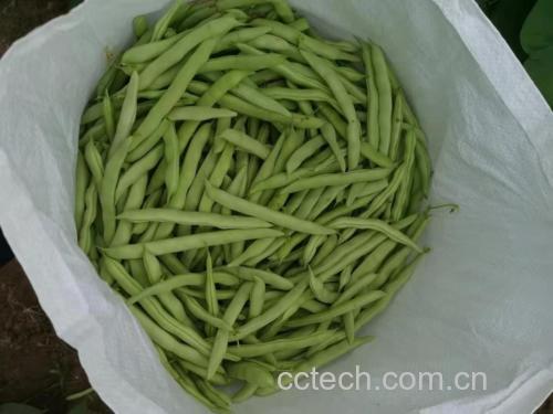 四季豆嫩叶特写图