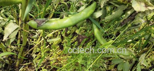 蚕豆植株与成熟豆荚特写