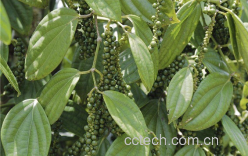 胡椒植株与果实特写