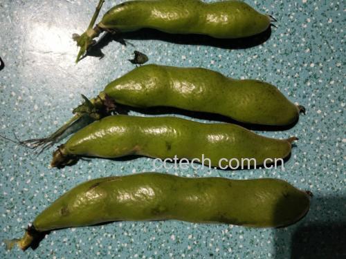 新鲜蚕豆豆荚与豆粒展示图