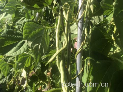 四季豆的植物形态